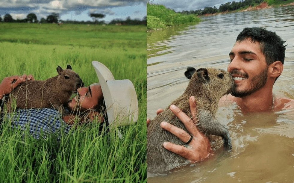 Criação de Capivara