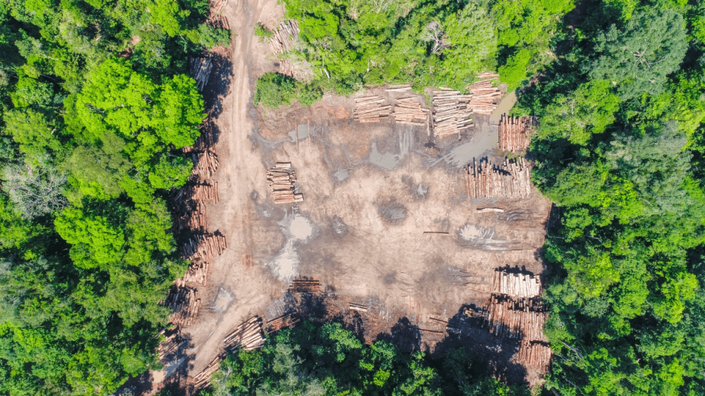 Amazônia Perdeu 17 De Sua Cobertura Vegetal Natural Em 2021 Mostra Levantamento Do Mapbiomas 7720