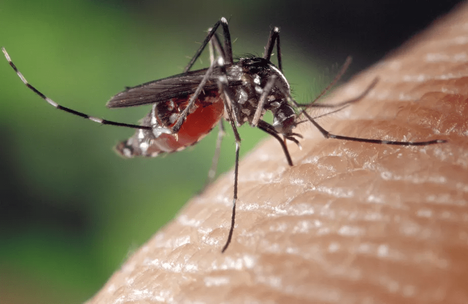 brasil-atinge-mais-de-16-milha