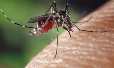 dengue-4-mil-pessoas-sao-inter