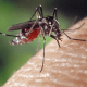 dengue-4-mil-pessoas-sao-inter