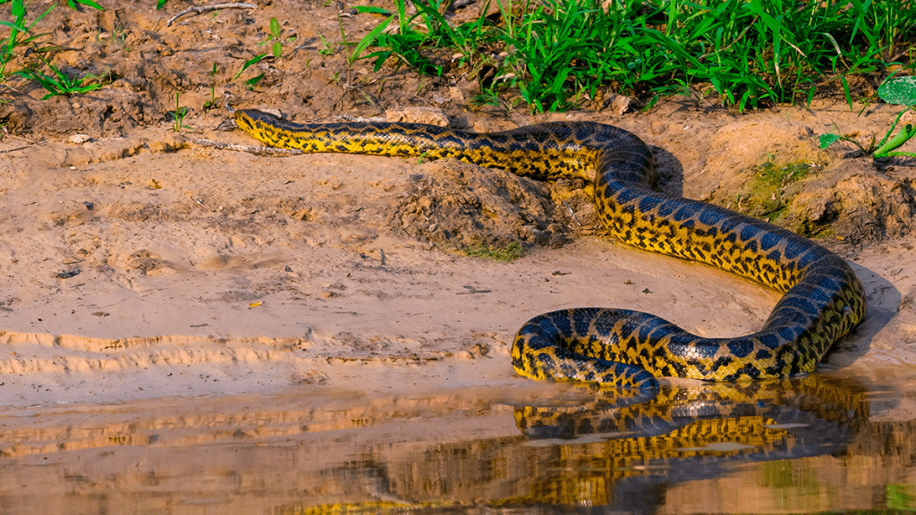 Documentário Com Will Smith Descobre Nova Espécie De Anaconda Na