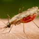 malaria-saude-capacita-tecnico