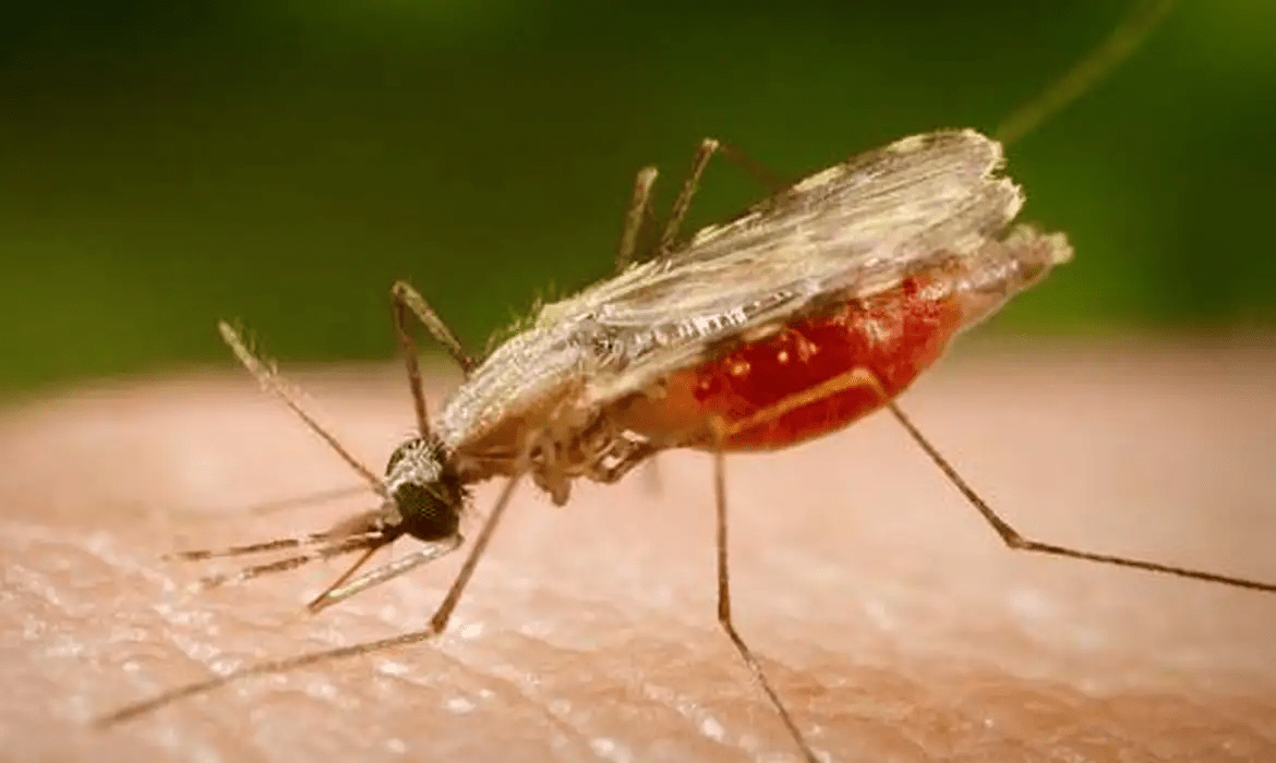 malaria-saude-capacita-tecnico
