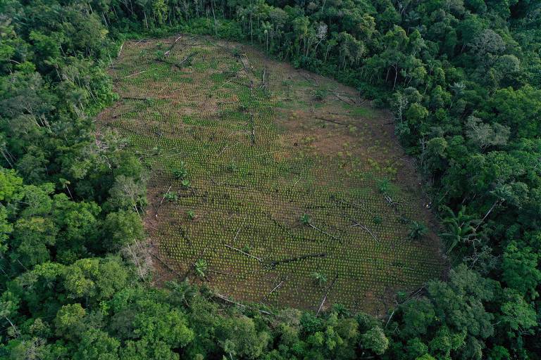 floresta-amazonica-se-torna-re