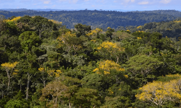 desmatamento-cai-62-na-amazoni