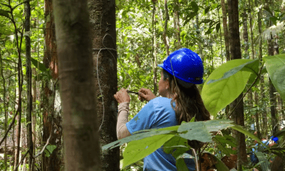 pesquisa-em-floresta-do-amapa-