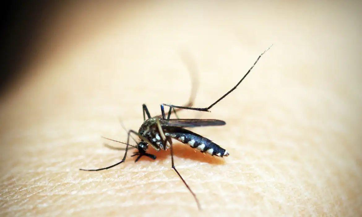 dengue-estudo-mapeia-por-que-b