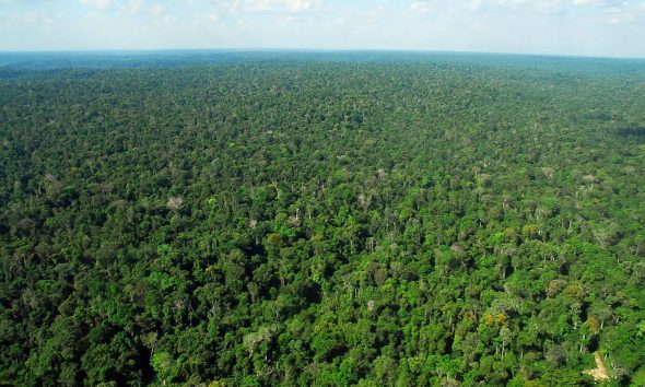 fundo-amazonia-atinge-recorde-