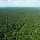 fundo-amazonia-atinge-recorde-