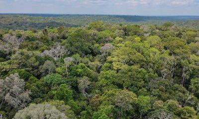 amazonia-tem-20-mil-fazendas-e