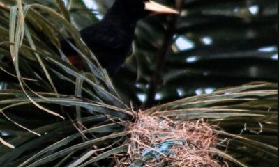 aves-da-amazonia-passam-a-usar