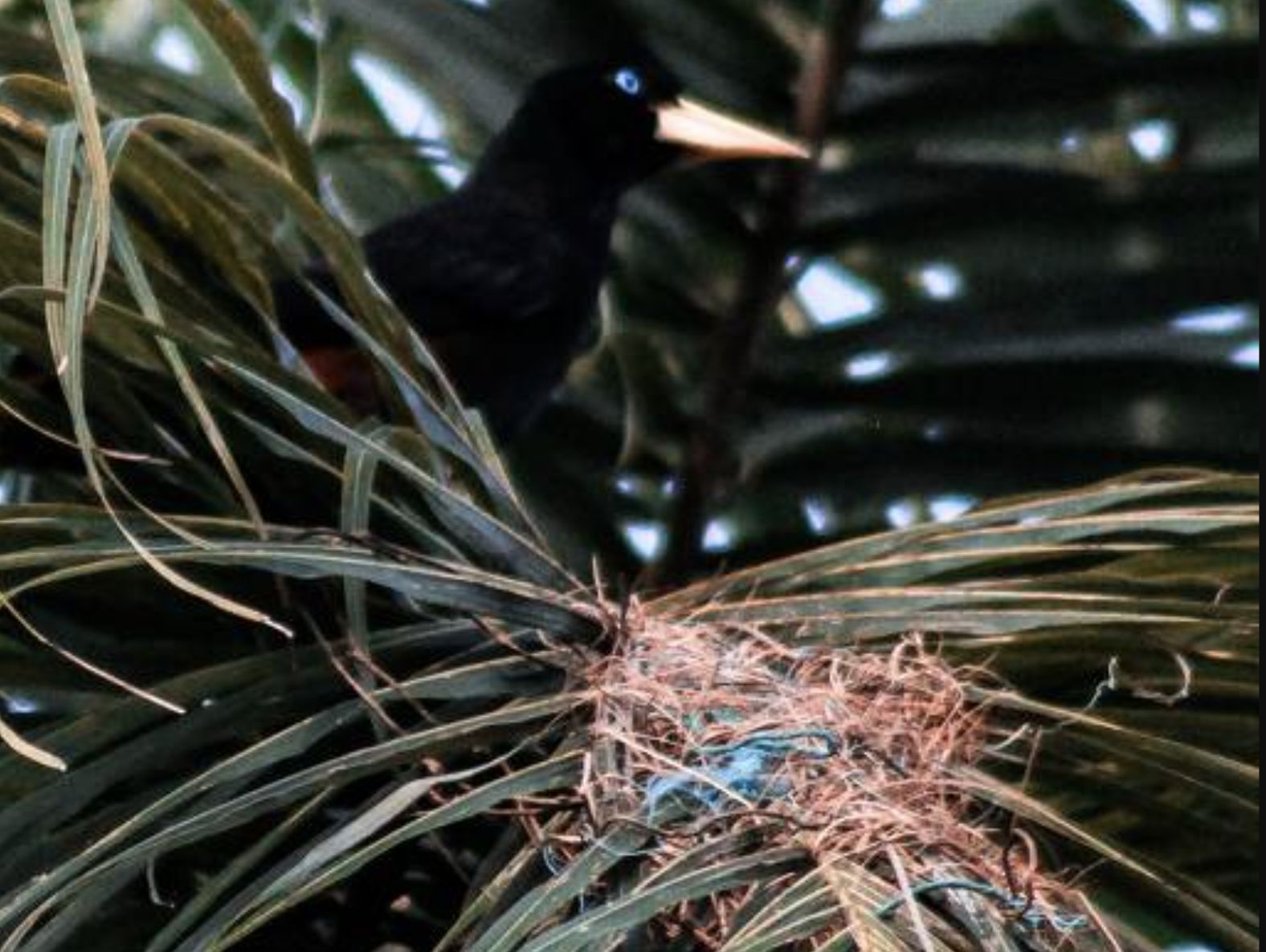 aves-da-amazonia-passam-a-usar