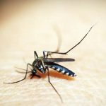 dengue-opas-emite-alerta-para-