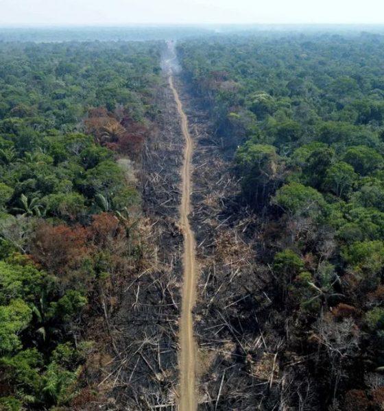 amazonas-lidera-desmatamento-d