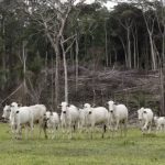 carne-legal-mpf-divulga-result