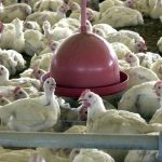 exportacao-de-produtos-avicola