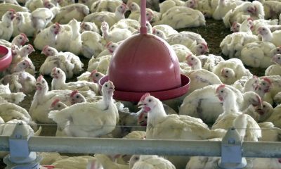 exportacao-de-produtos-avicola