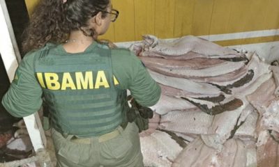 fiscalizacao-do-ibama-apreende