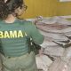 fiscalizacao-do-ibama-apreende
