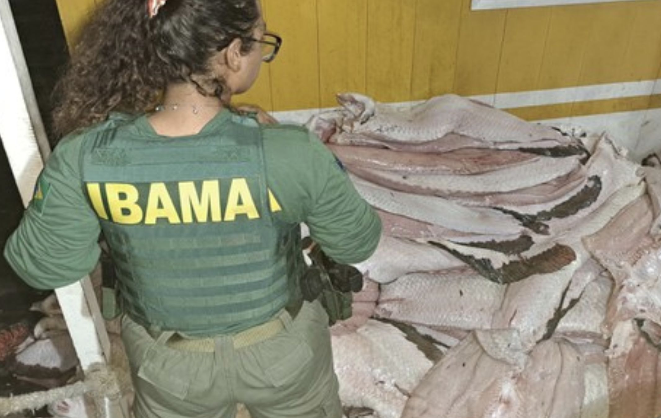 fiscalizacao-do-ibama-apreende