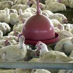 gripe-aviaria-exportacoes-de-c