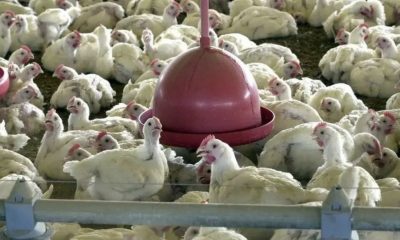 gripe-aviaria-exportacoes-de-c