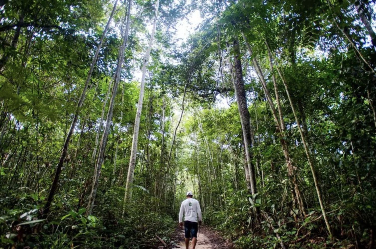 projeto-floresta-amazonia-repa