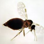 desmatamento-na-amazonia-ajuda
