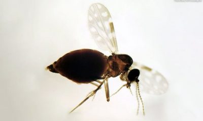 desmatamento-na-amazonia-ajuda
