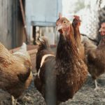 ministerio-da-agricultura-diz-