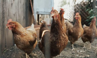 ministerio-da-agricultura-diz-
