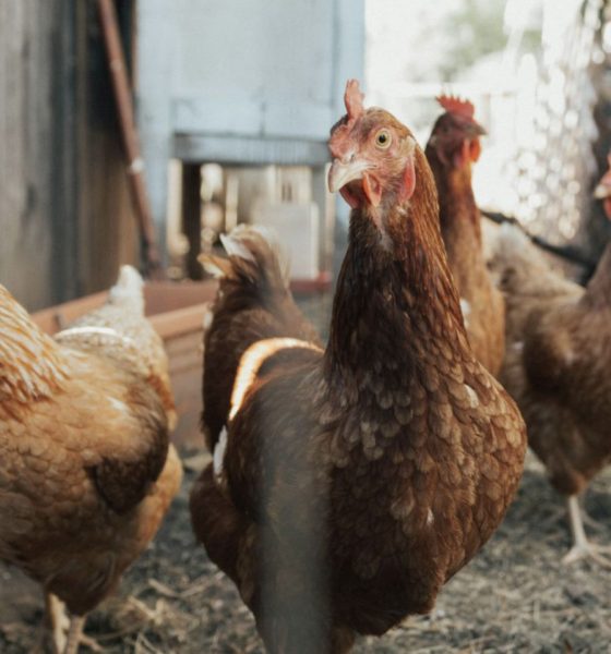 ministerio-da-agricultura-diz-