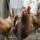 ministerio-da-agricultura-diz-