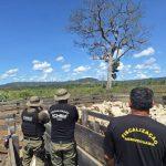 operacao-do-icmbio-e-forca-nac