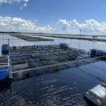 pesquisa-defende-aquicultura-n