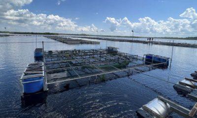 pesquisa-defende-aquicultura-n