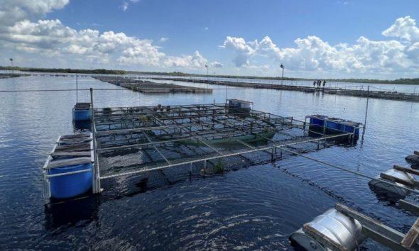 pesquisa-defende-aquicultura-n