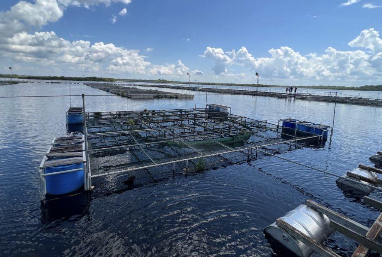 pesquisa-defende-aquicultura-n