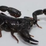 toxina-de-escorpiao-da-amazoni