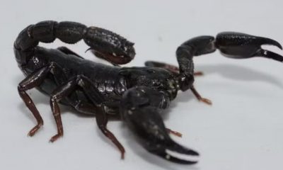 toxina-de-escorpiao-da-amazoni