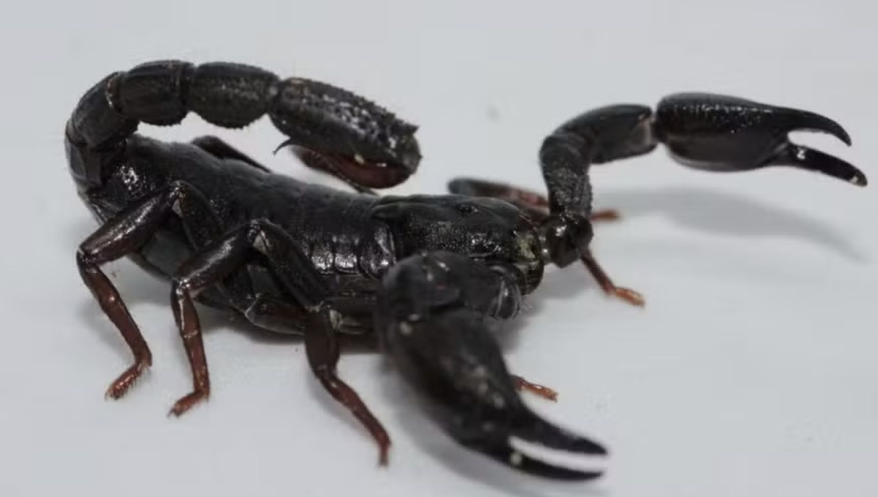 toxina-de-escorpiao-da-amazoni