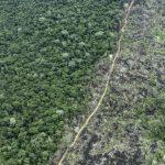 amazonia-relatorio-aponta-que-