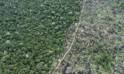 amazonia-relatorio-aponta-que-