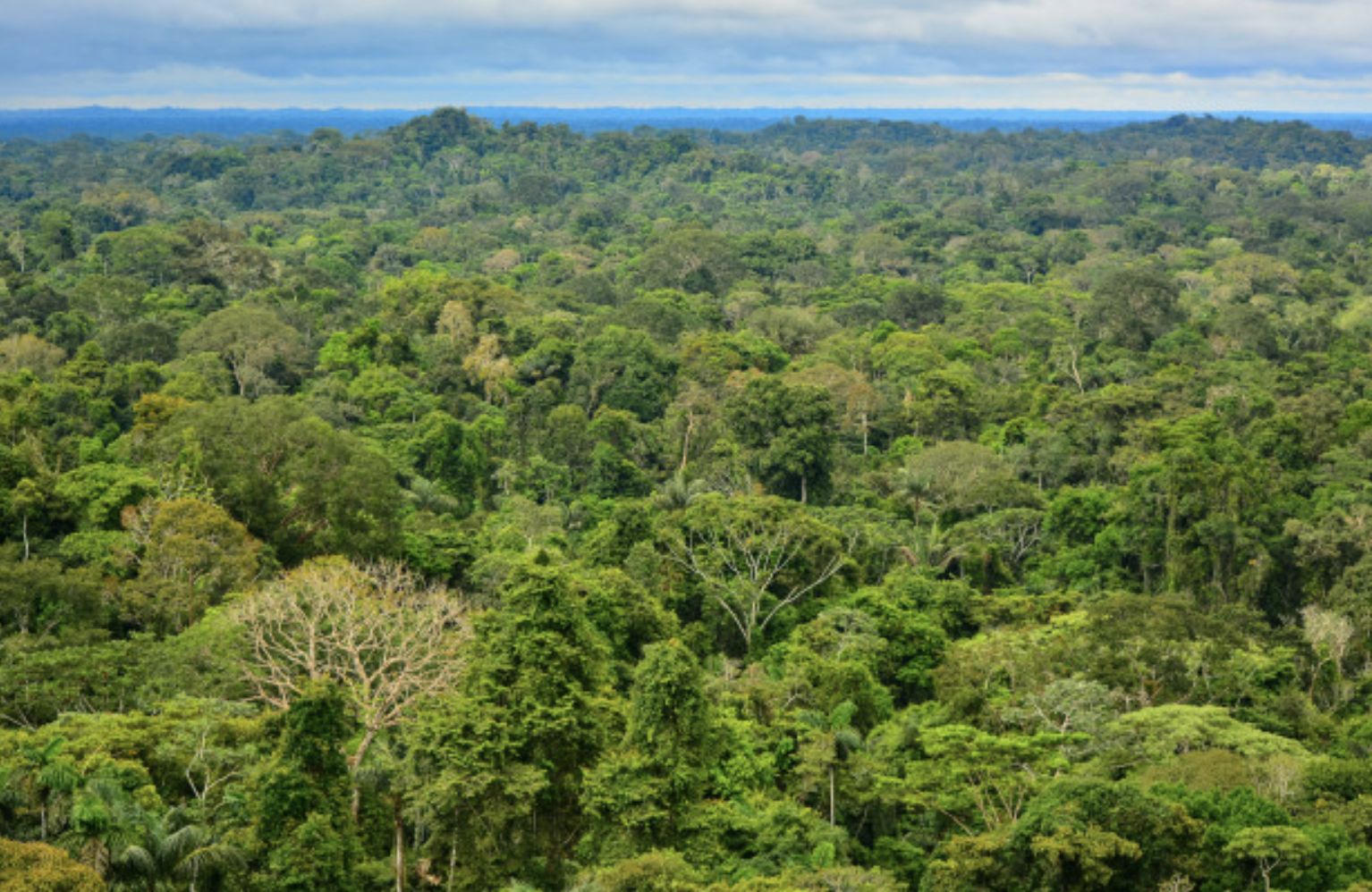 areas-com-mais-biodiversidade-