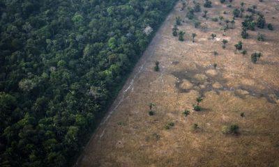 desmatamento-da-amazonia-elimi