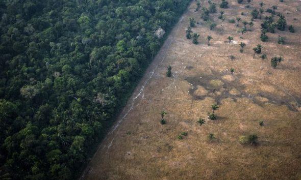 desmatamento-da-amazonia-elimi