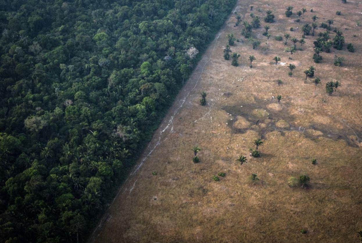 desmatamento-da-amazonia-elimi
