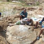 pesquisadores-encontram-fossil