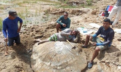 pesquisadores-encontram-fossil